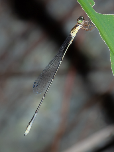 Oristicta filicicola male (1 of 5).jpg